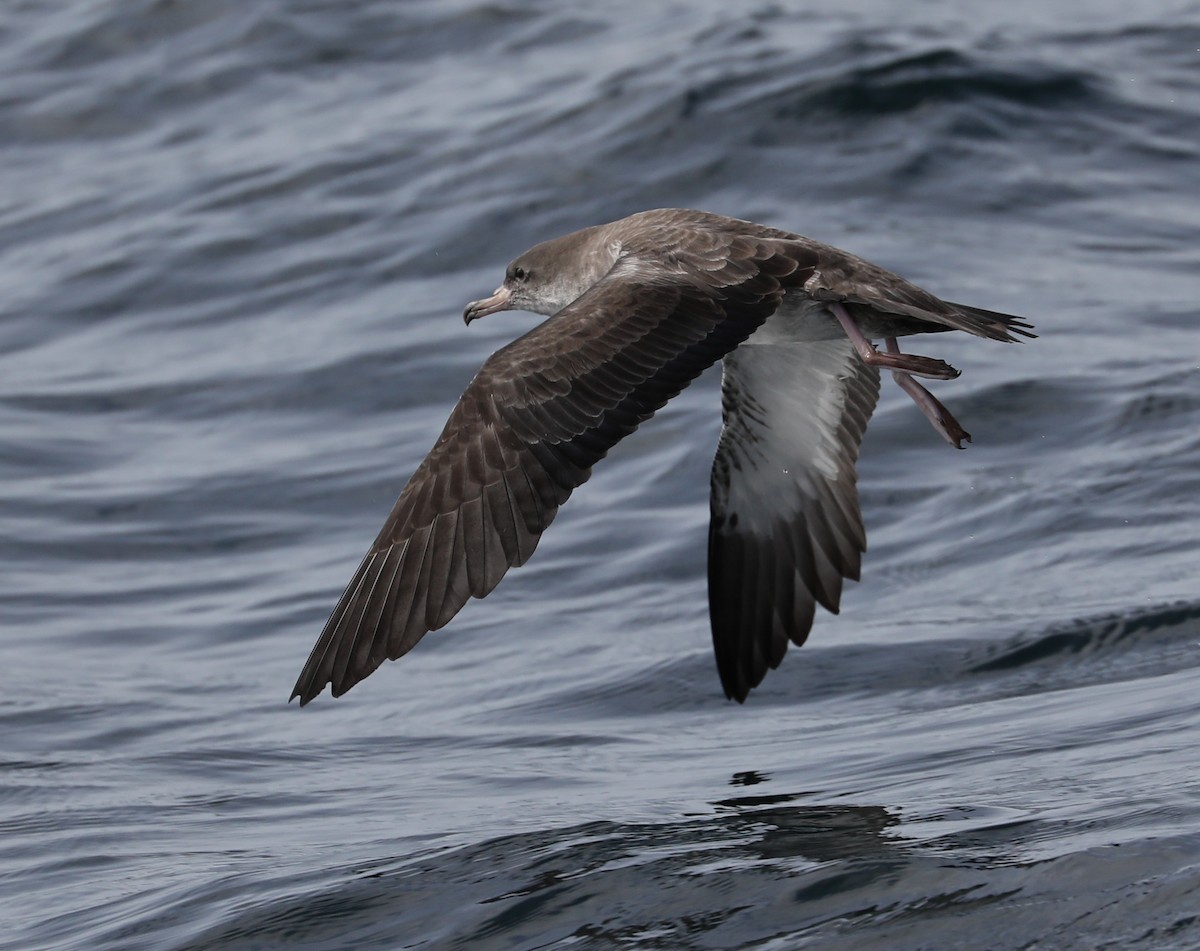 Pink-footed Shearwater - ML180931071