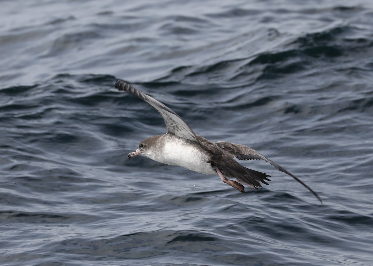Pink-footed Shearwater - ML180931081