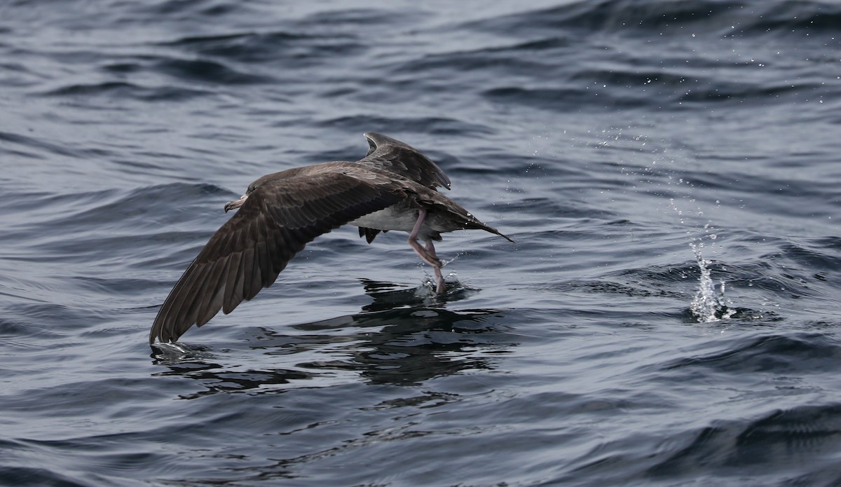 Pink-footed Shearwater - ML180931091