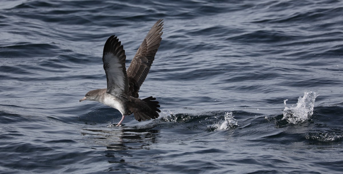 Pink-footed Shearwater - ML180931121