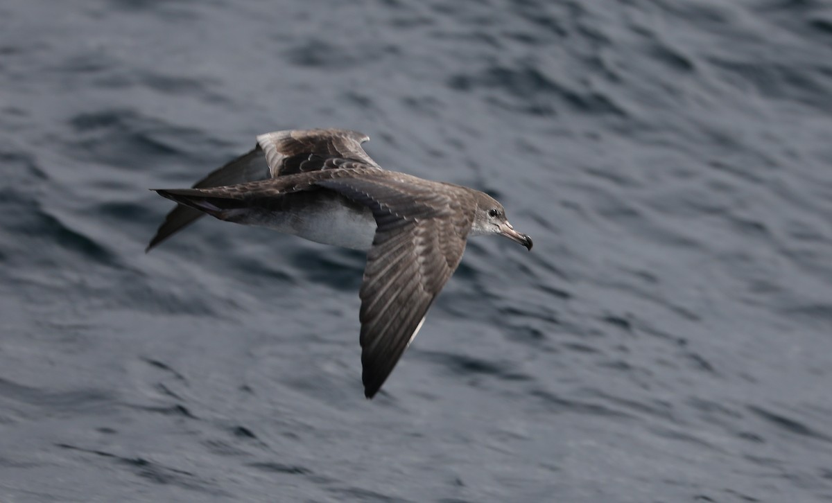 Pink-footed Shearwater - ML180931131