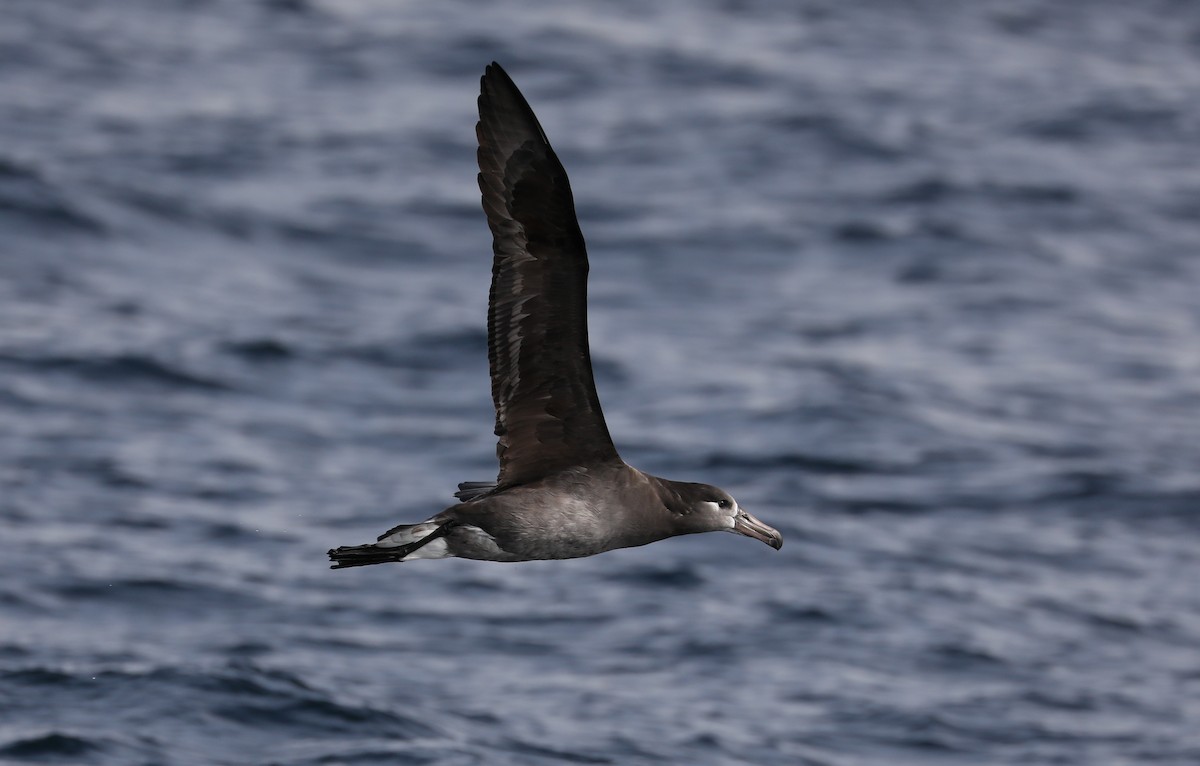 Black-footed Albatross - ML180931521
