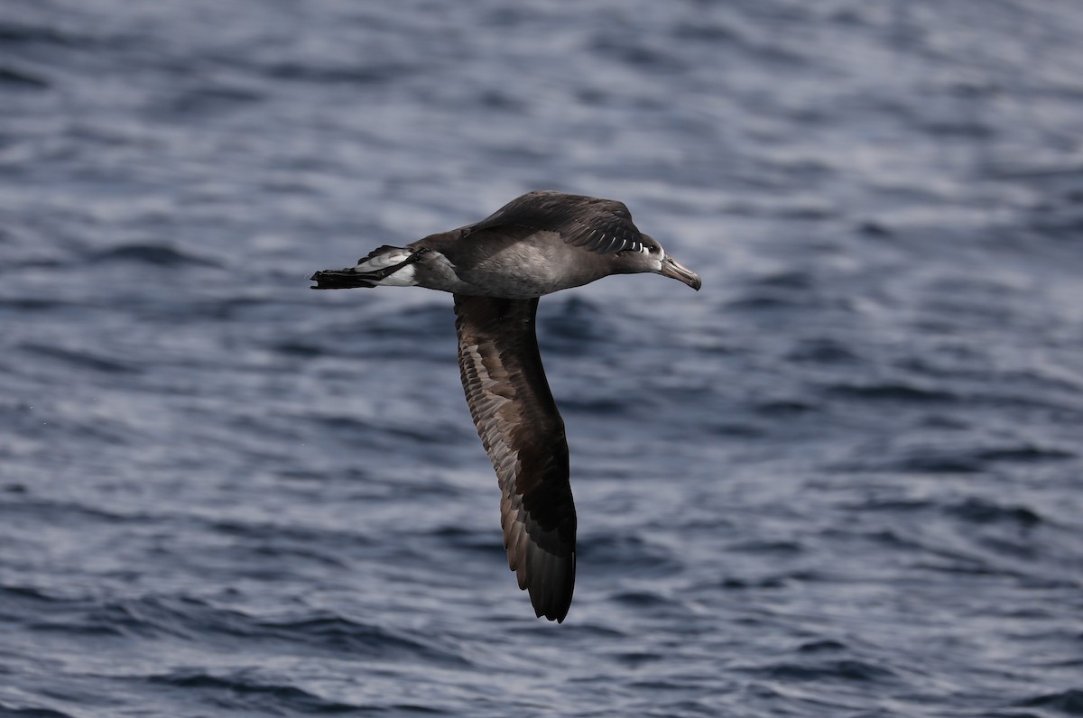 Black-footed Albatross - ML180931571