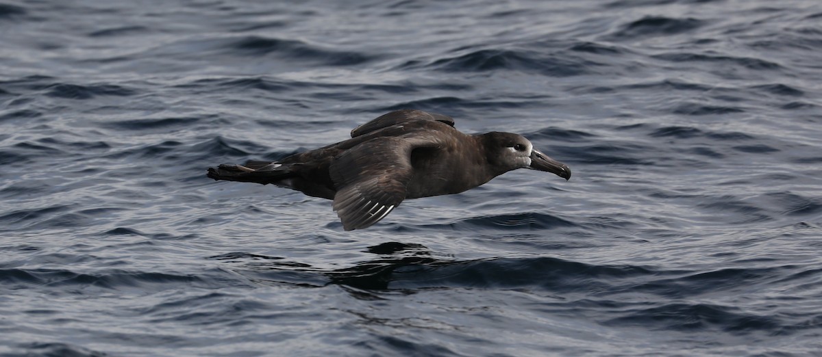 Black-footed Albatross - ML180931641