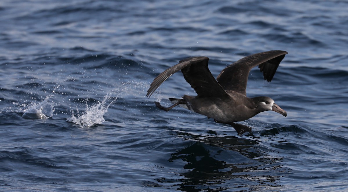 Black-footed Albatross - ML180931671