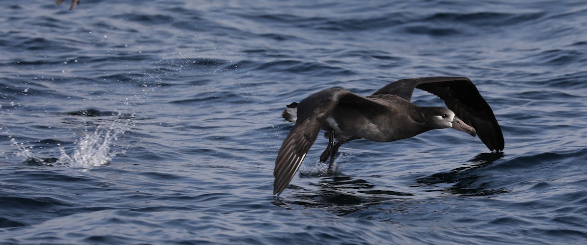 albatros černonohý - ML180931691