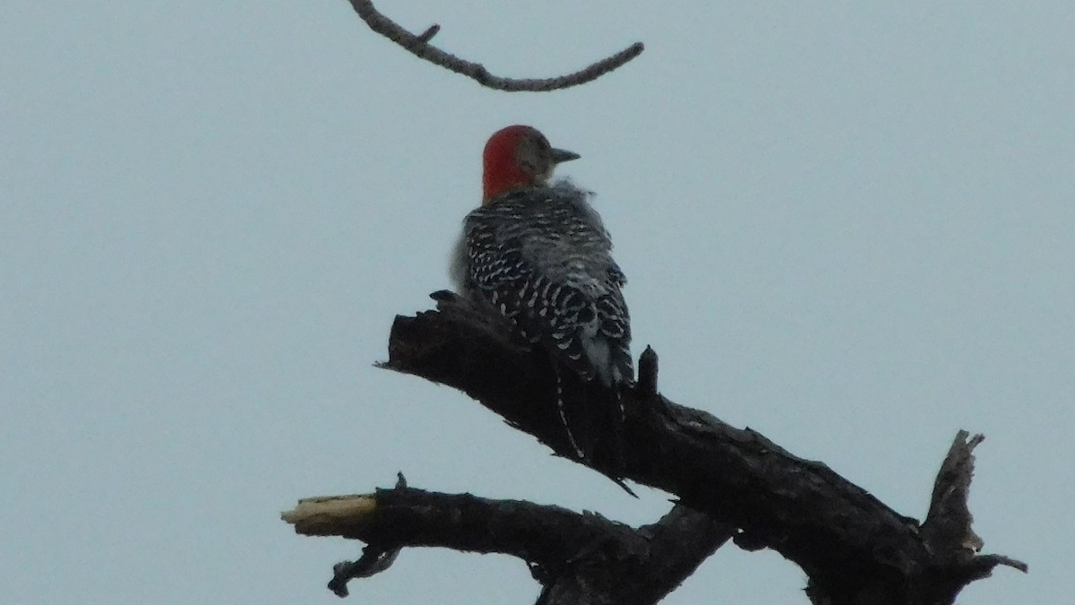 Red-bellied Woodpecker - ML180932081