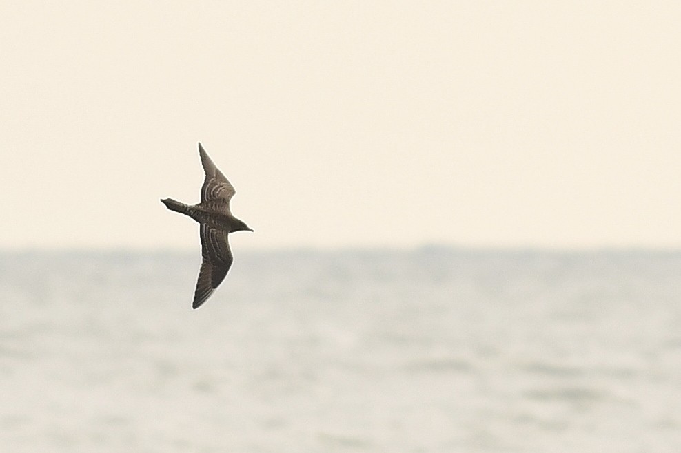 Long-tailed Jaeger - ML180932381