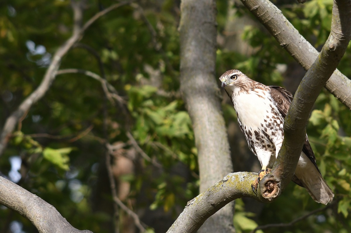 Red-tailed Hawk - ML180932521