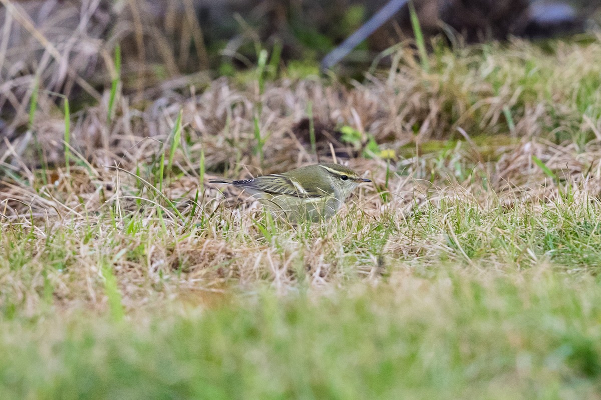 Yellow-browed Warbler - ML180933901