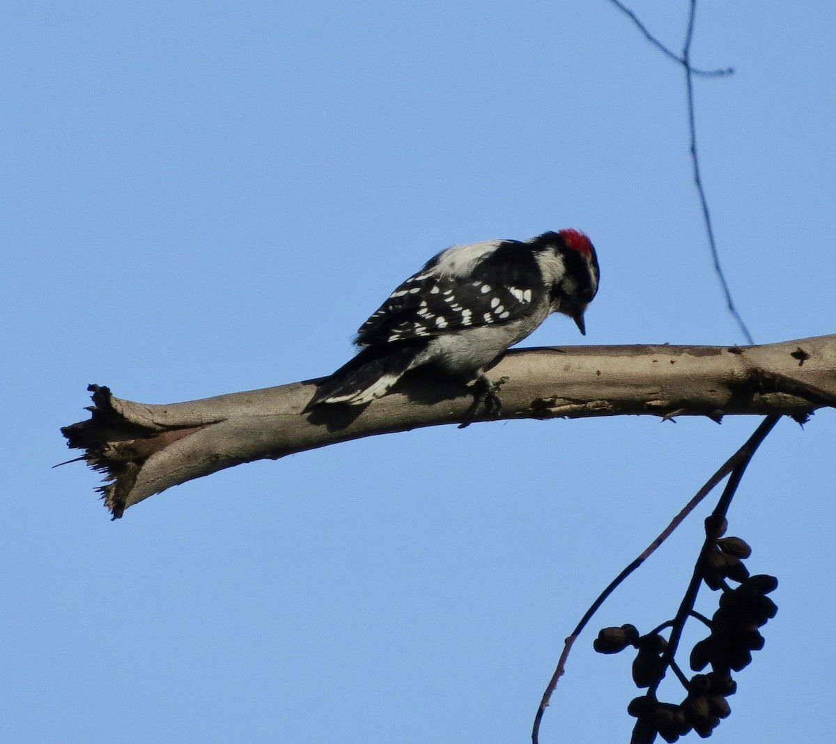 Downy Woodpecker - ML180934751