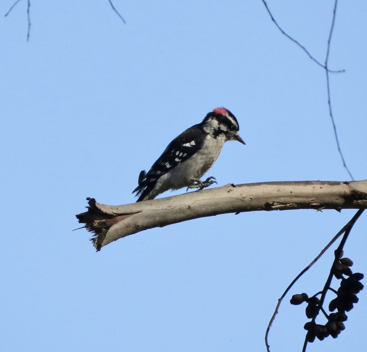 Downy Woodpecker - ML180934761