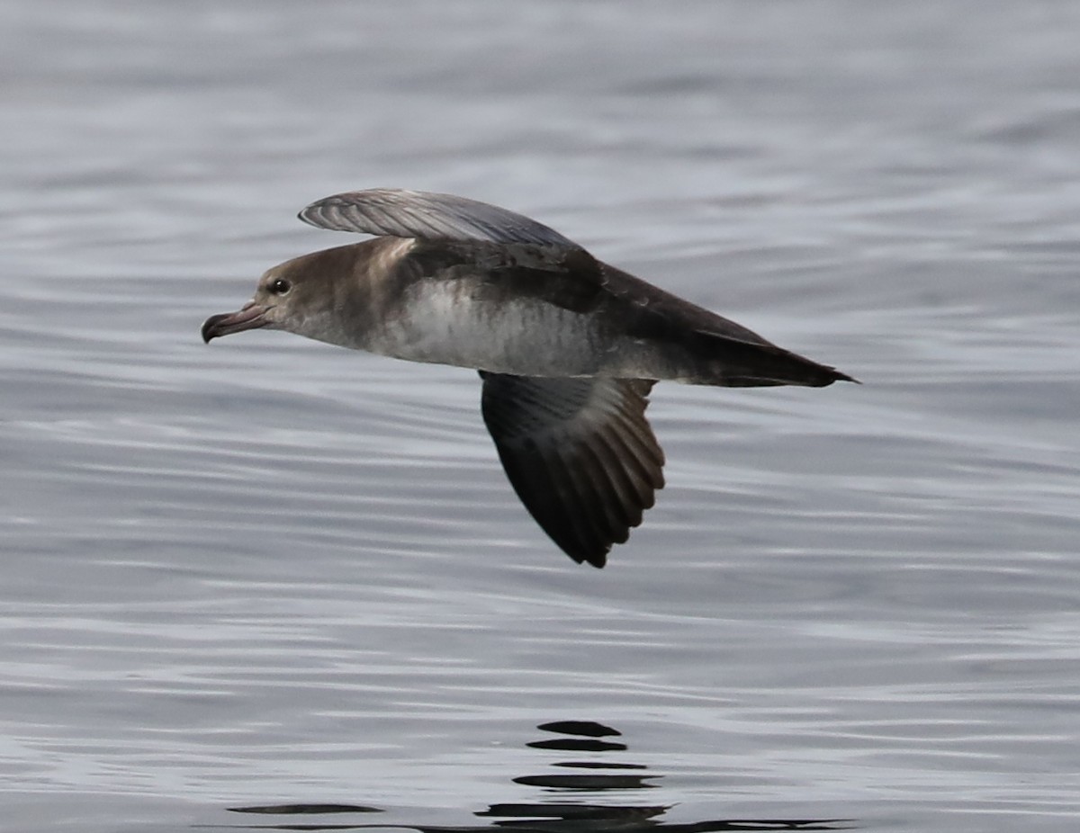 Pink-footed Shearwater - ML180935501