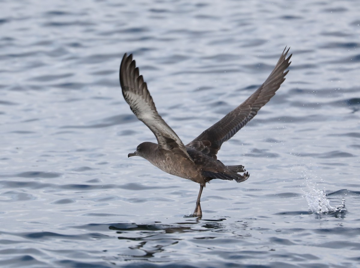 Short-tailed Shearwater - Phil Green