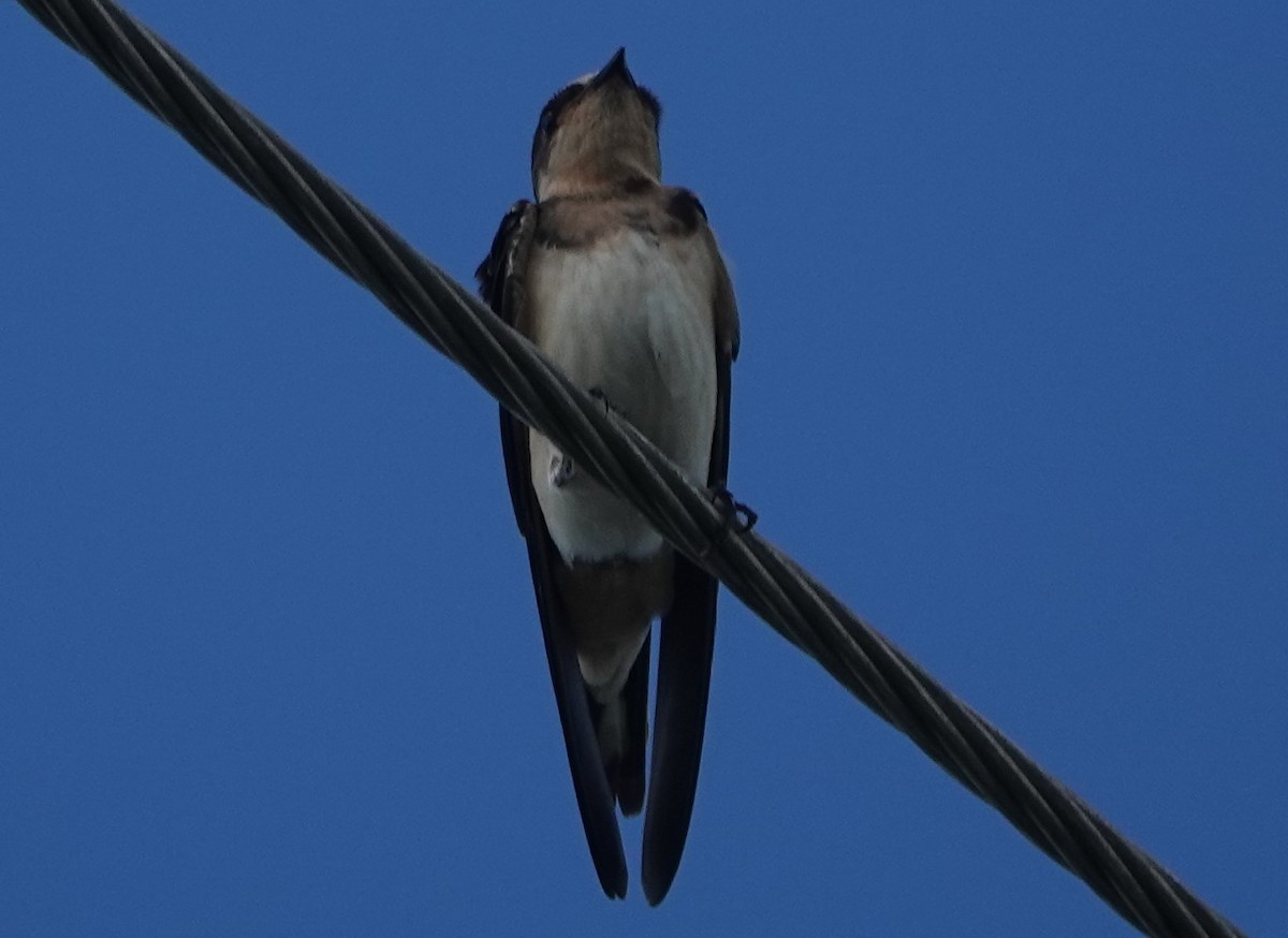 Barn Swallow - Chuck Hignite