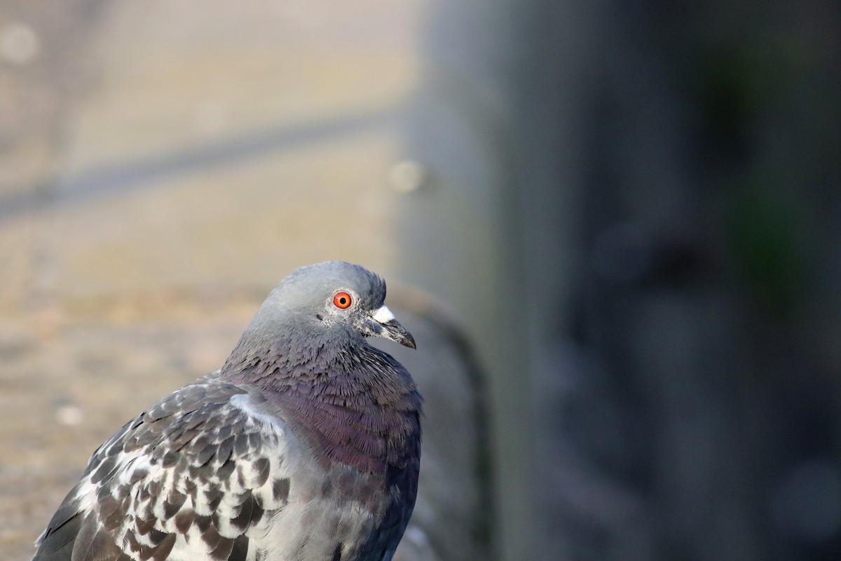 Rock Pigeon (Feral Pigeon) - Daniel Branch