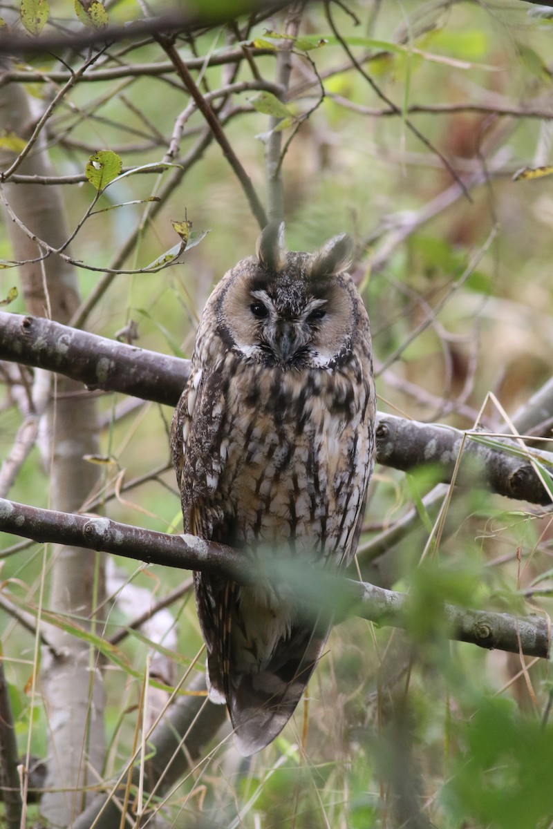 Long-eared Owl (Eurasian) - Daniel Branch