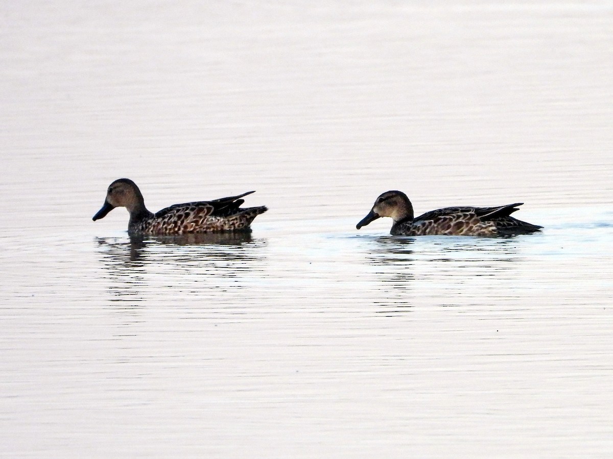 Blue-winged Teal - ML180953531