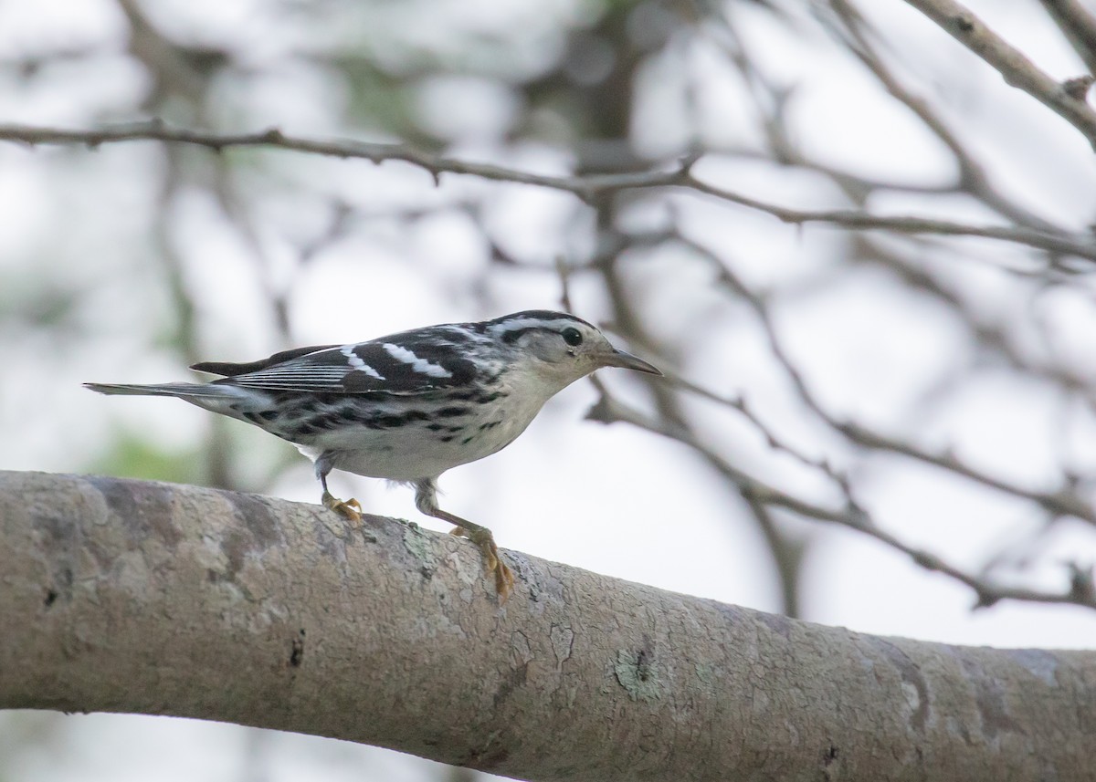 Black-and-white Warbler - ML180963321