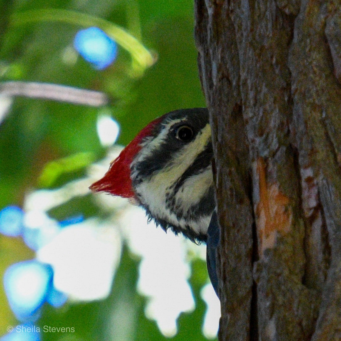 Pileated Woodpecker - ML180969561