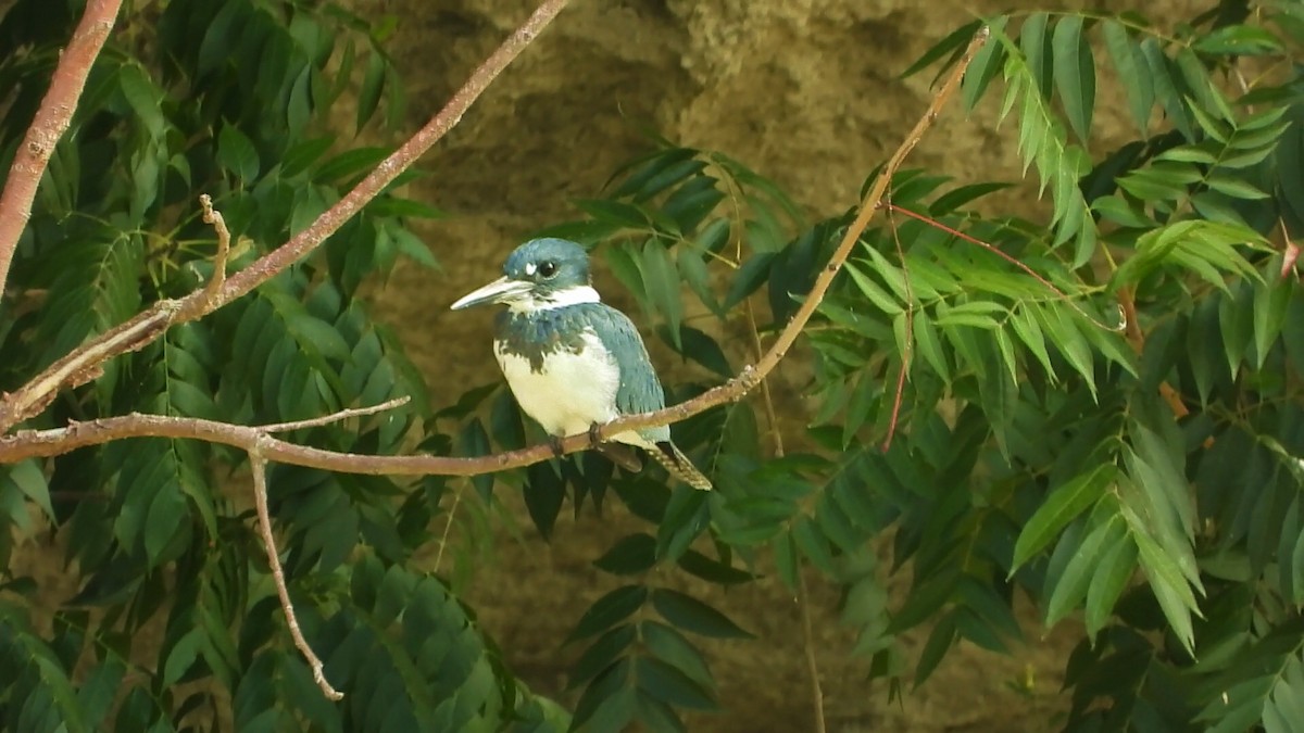 Belted Kingfisher - ML180976281