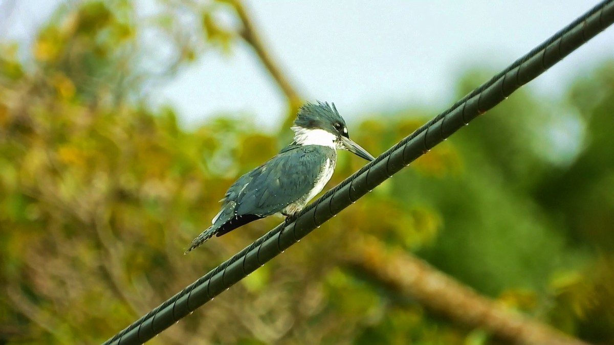 Belted Kingfisher - ML180976291