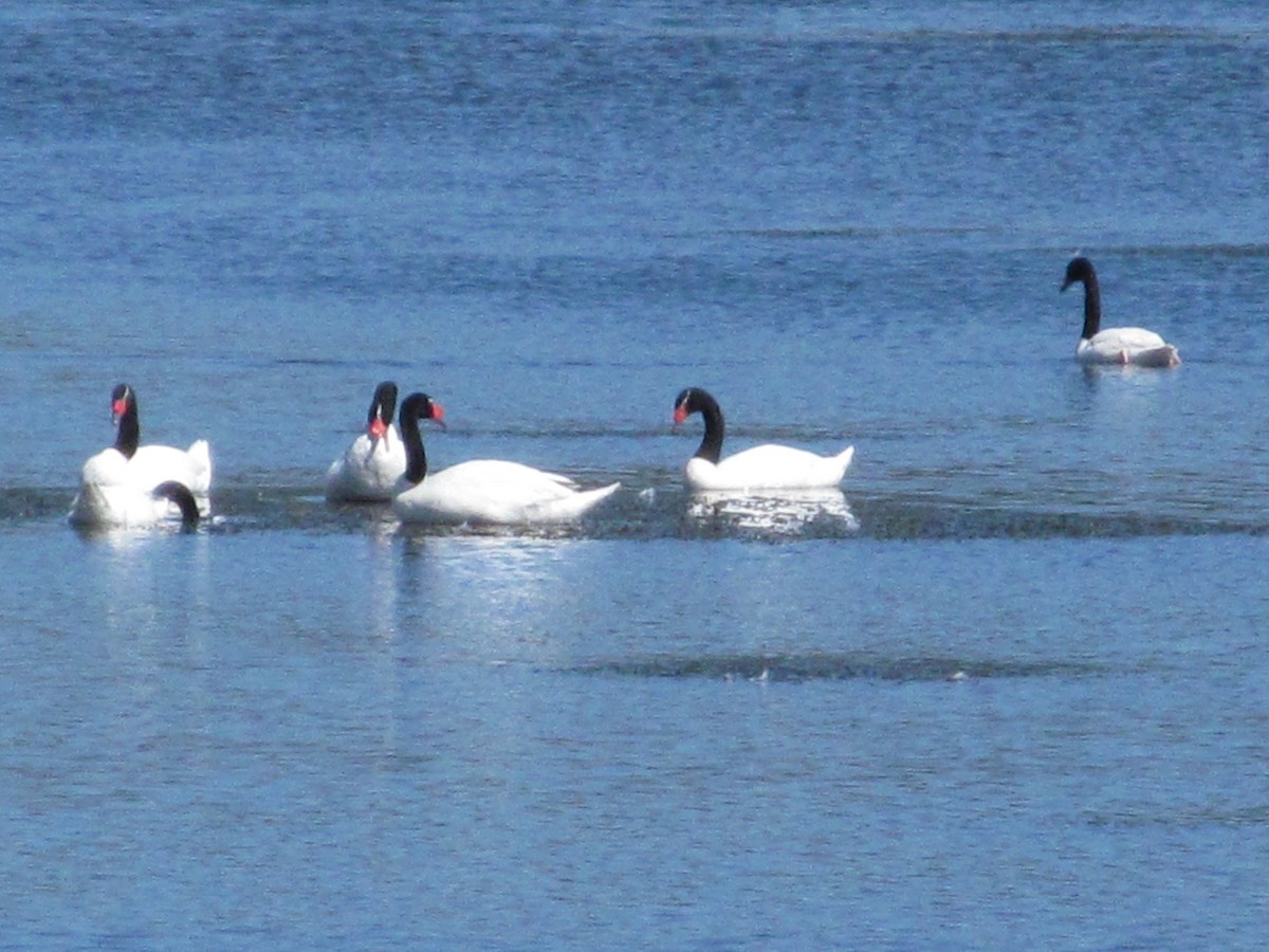 Black-necked Swan - ML180976531