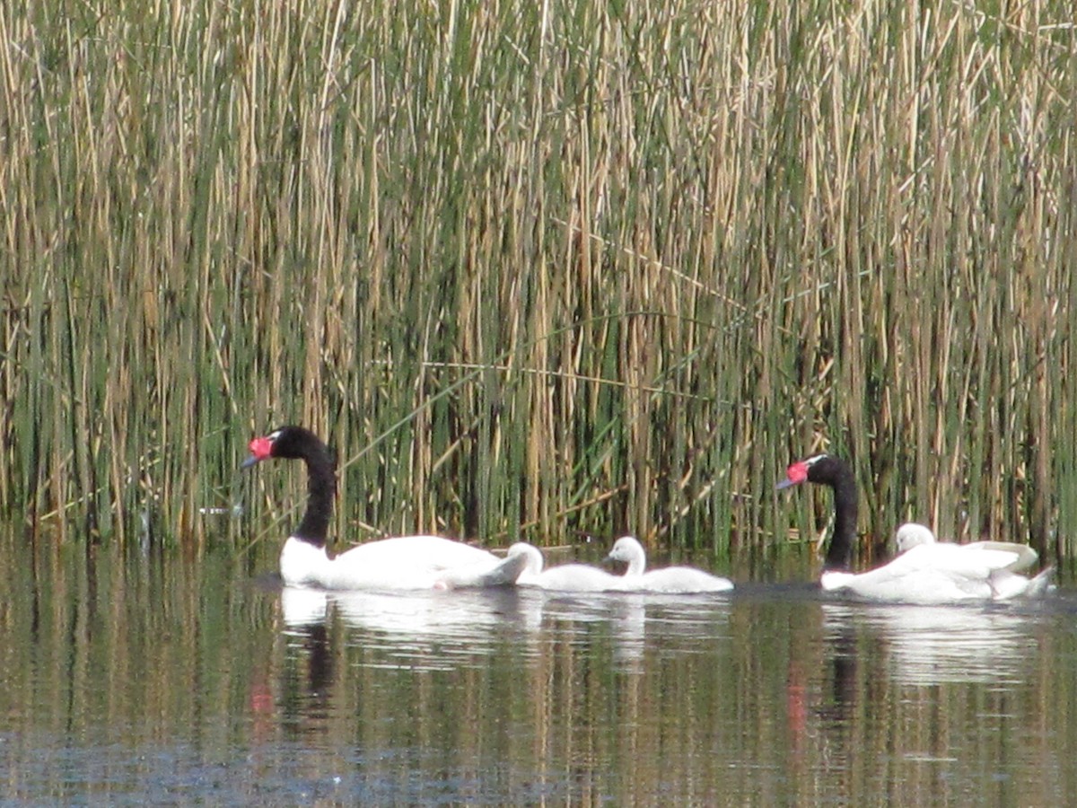 Black-necked Swan - ML180976561