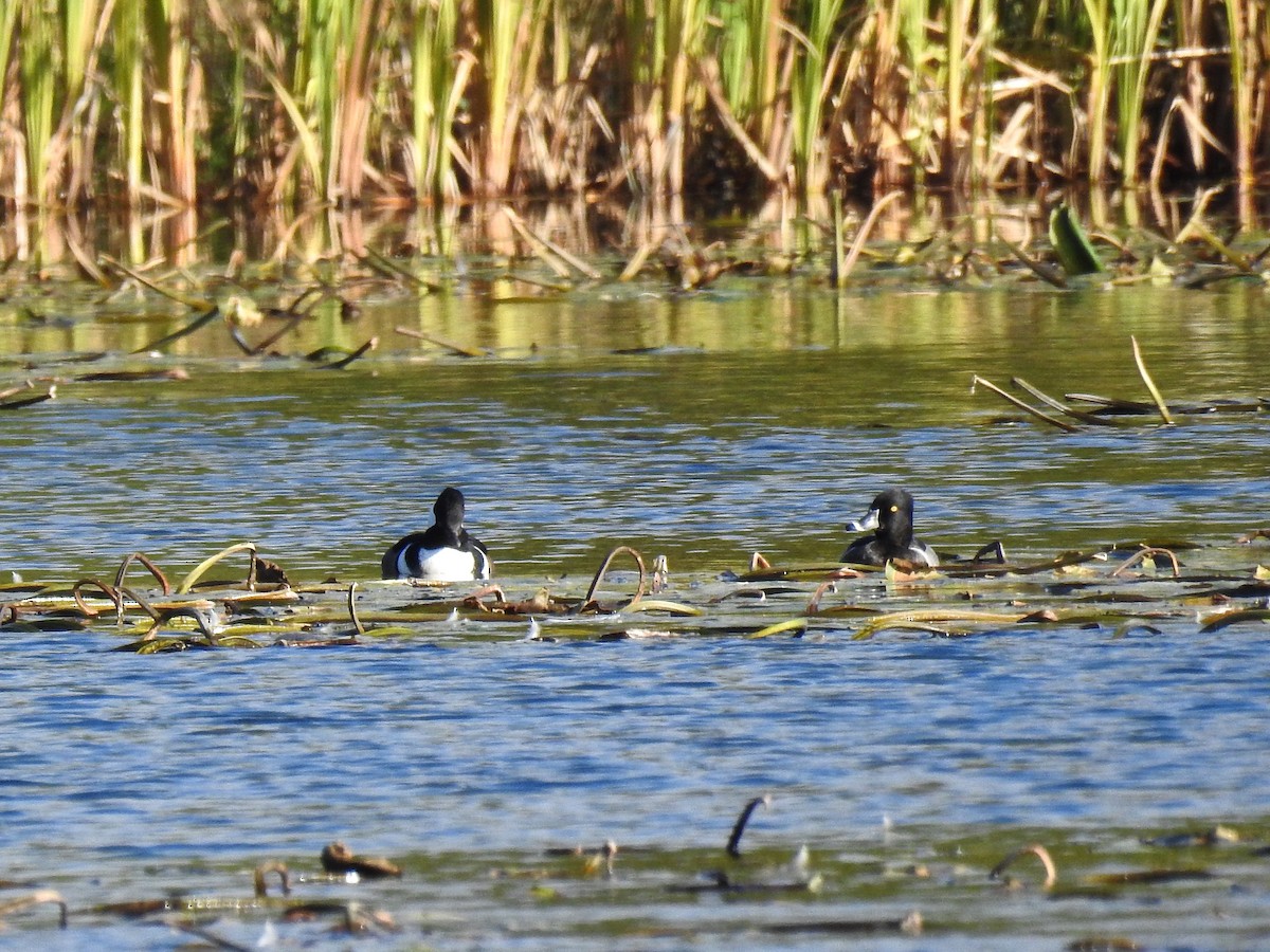 Ring-necked Duck - Alison Mews