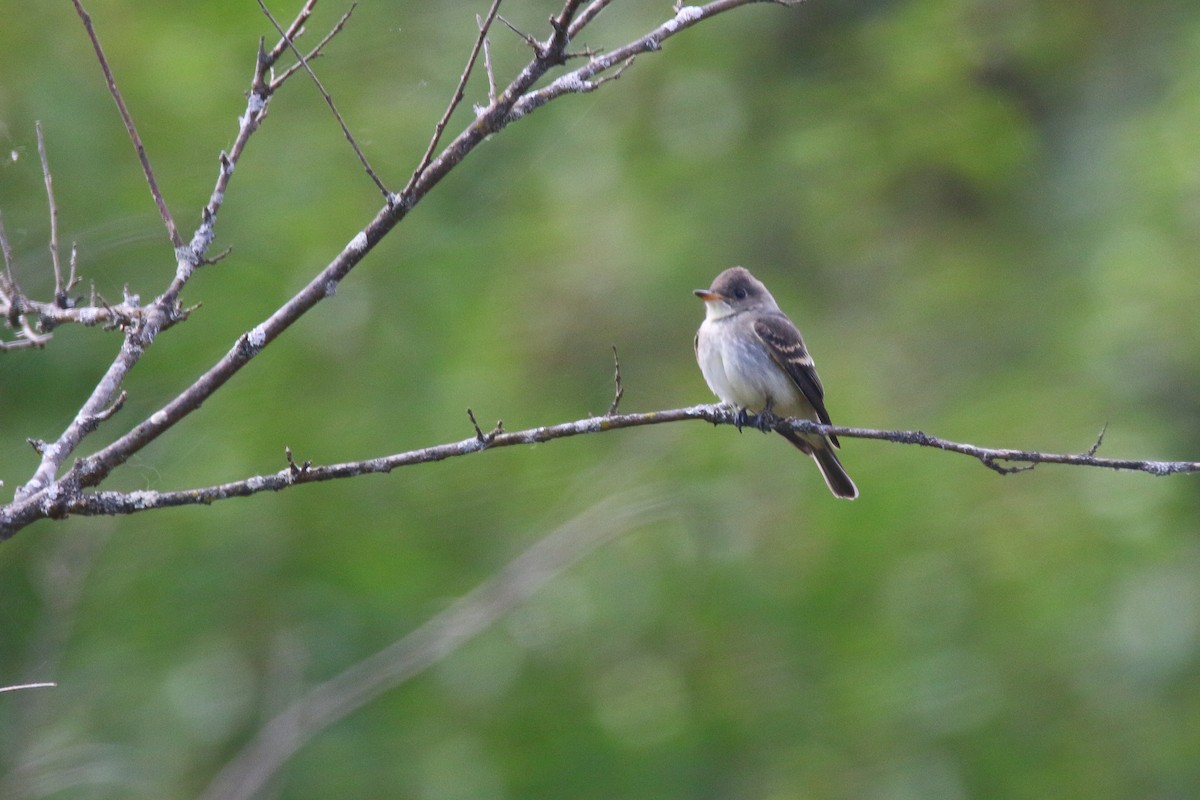 Eastern Wood-Pewee - Devin Griffiths