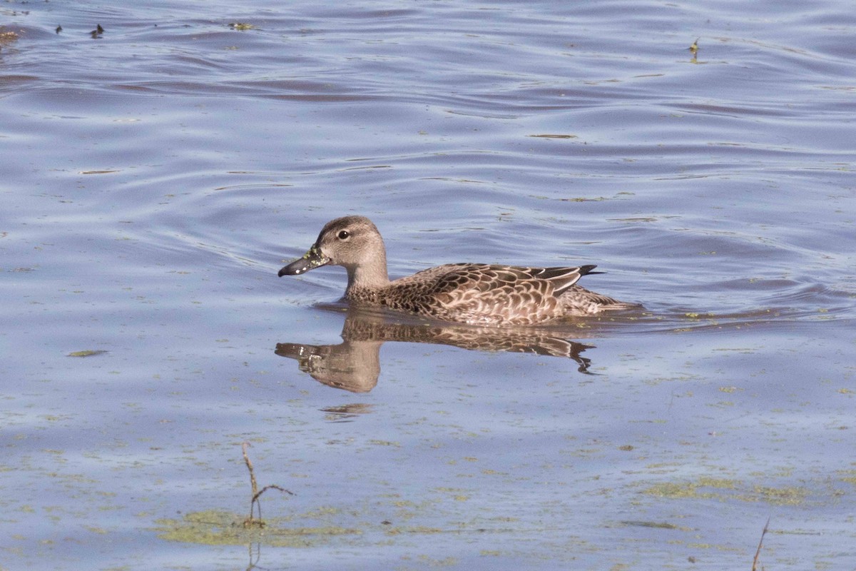 Blue-winged Teal - ML180987501