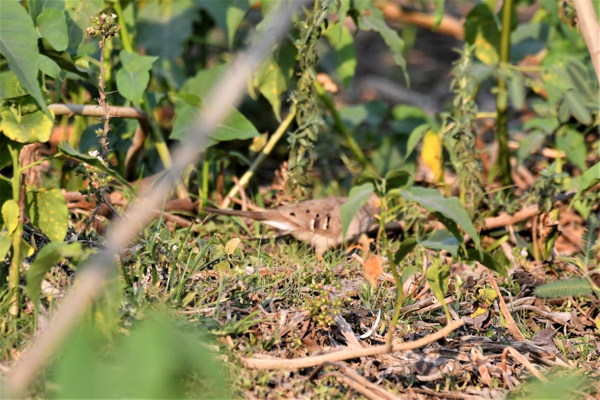 Long-tailed Ground Dove - ML180988481
