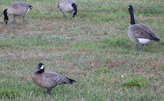 Cackling Goose, ML180992211