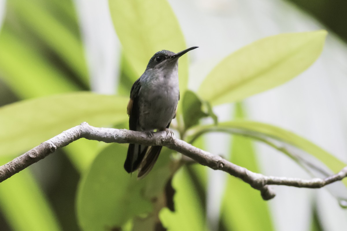 Stripe-tailed Hummingbird - ML180995001