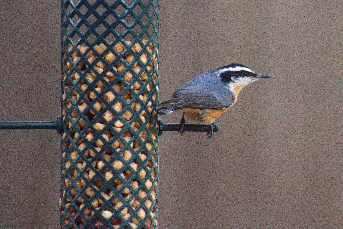 Red-breasted Nuthatch - ML180999521
