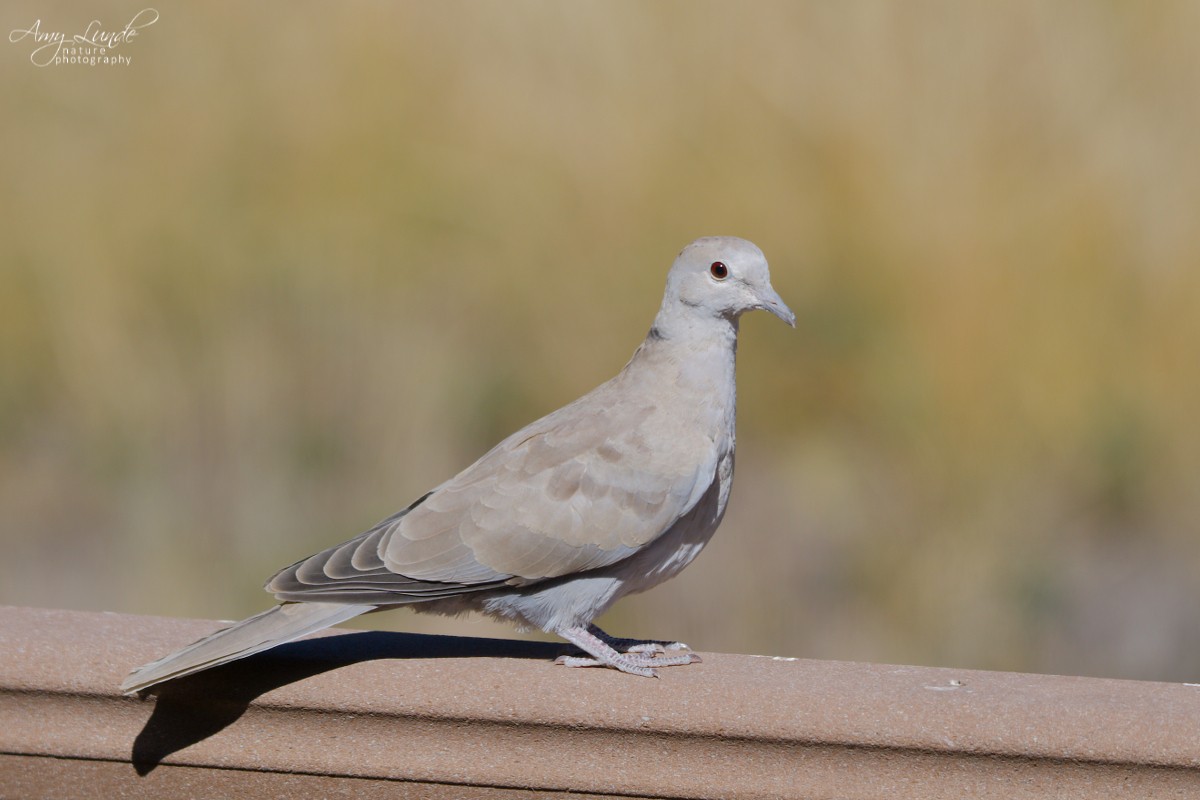 Eurasian Collared-Dove - ML181000021