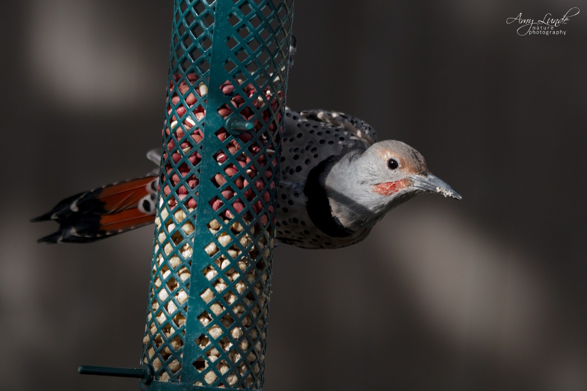 Northern Flicker (Red-shafted) - ML181000041