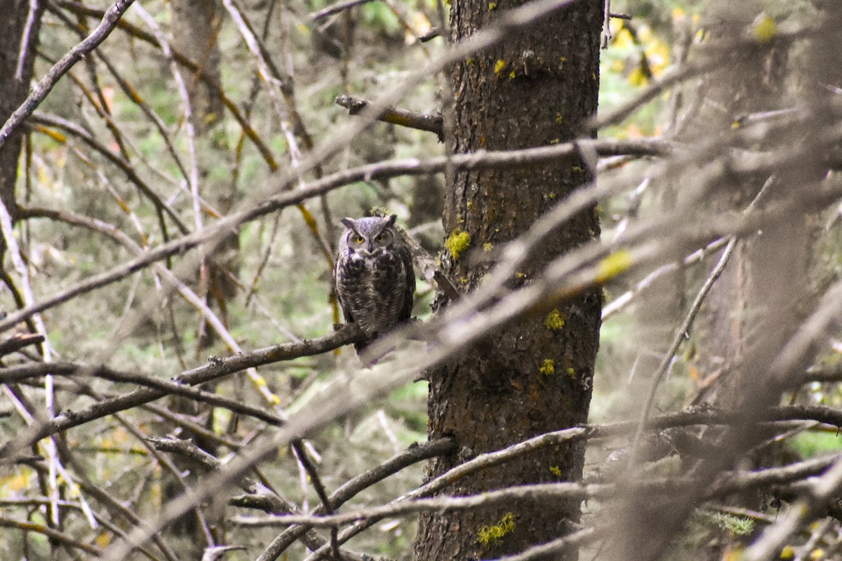 Great Horned Owl - Matthew Danihel
