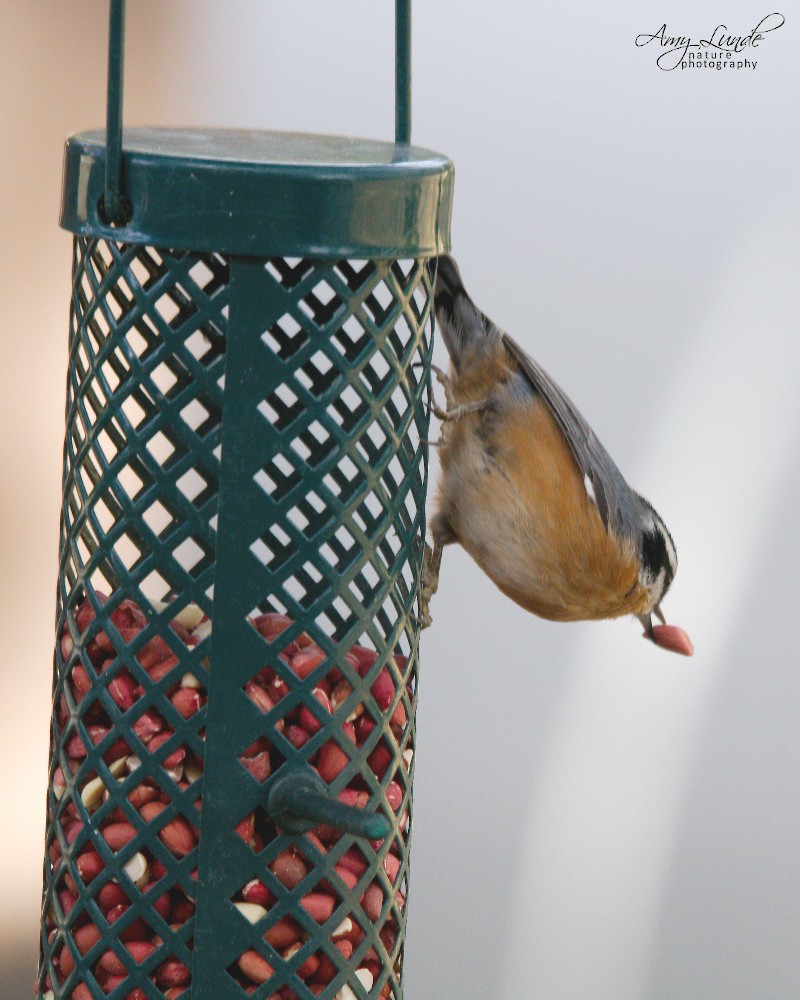 Red-breasted Nuthatch - Amy Lunde