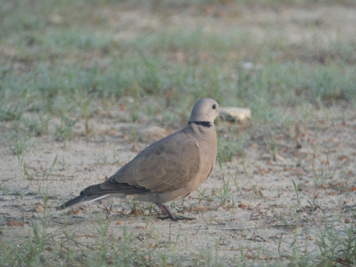 Eurasian Collared-Dove - ML181000521
