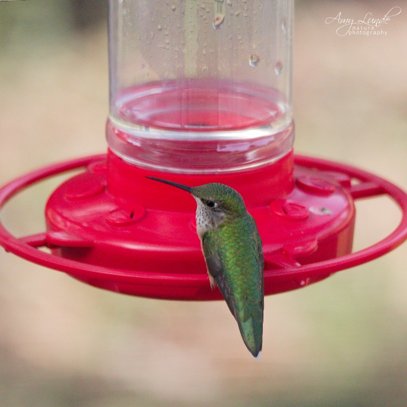 Broad-tailed Hummingbird - ML181001551