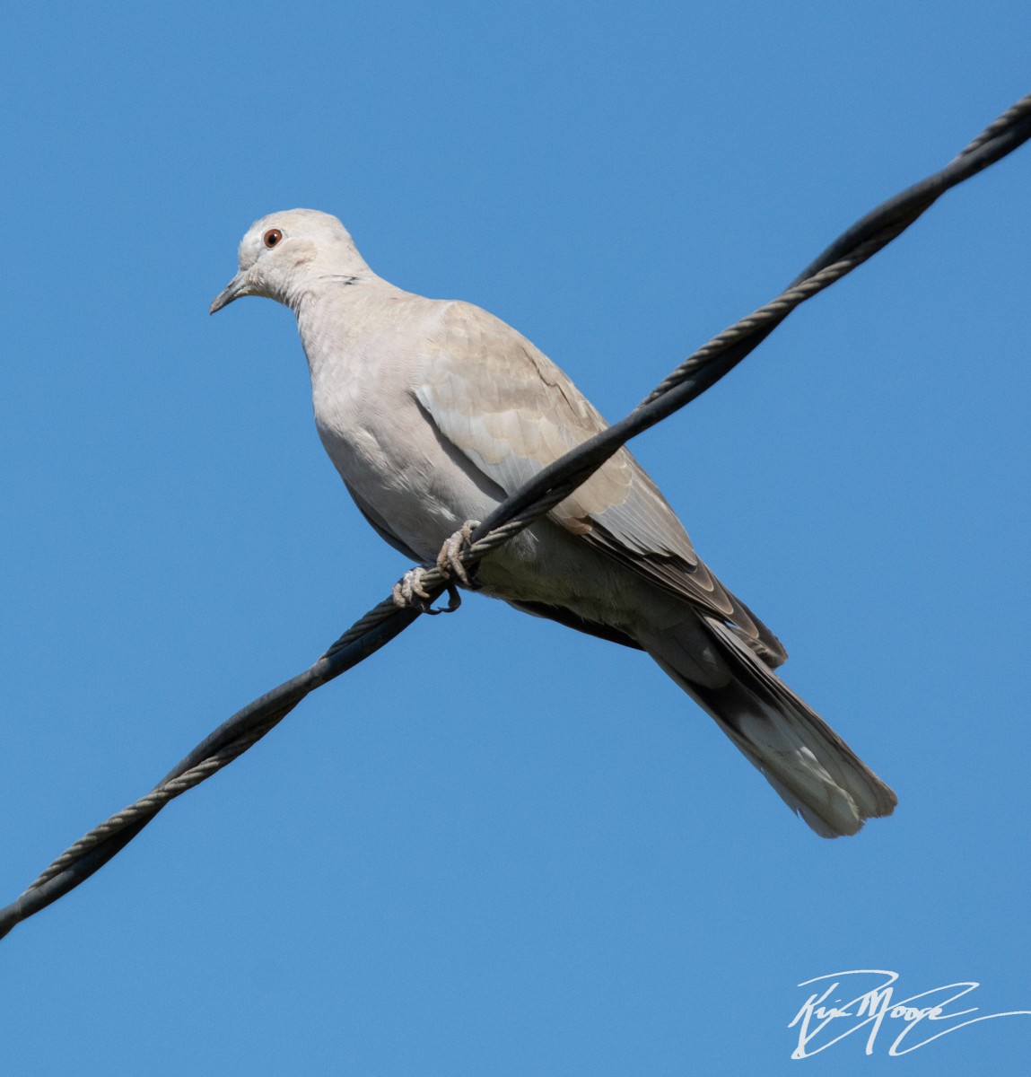 Eurasian Collared-Dove - ML181008881