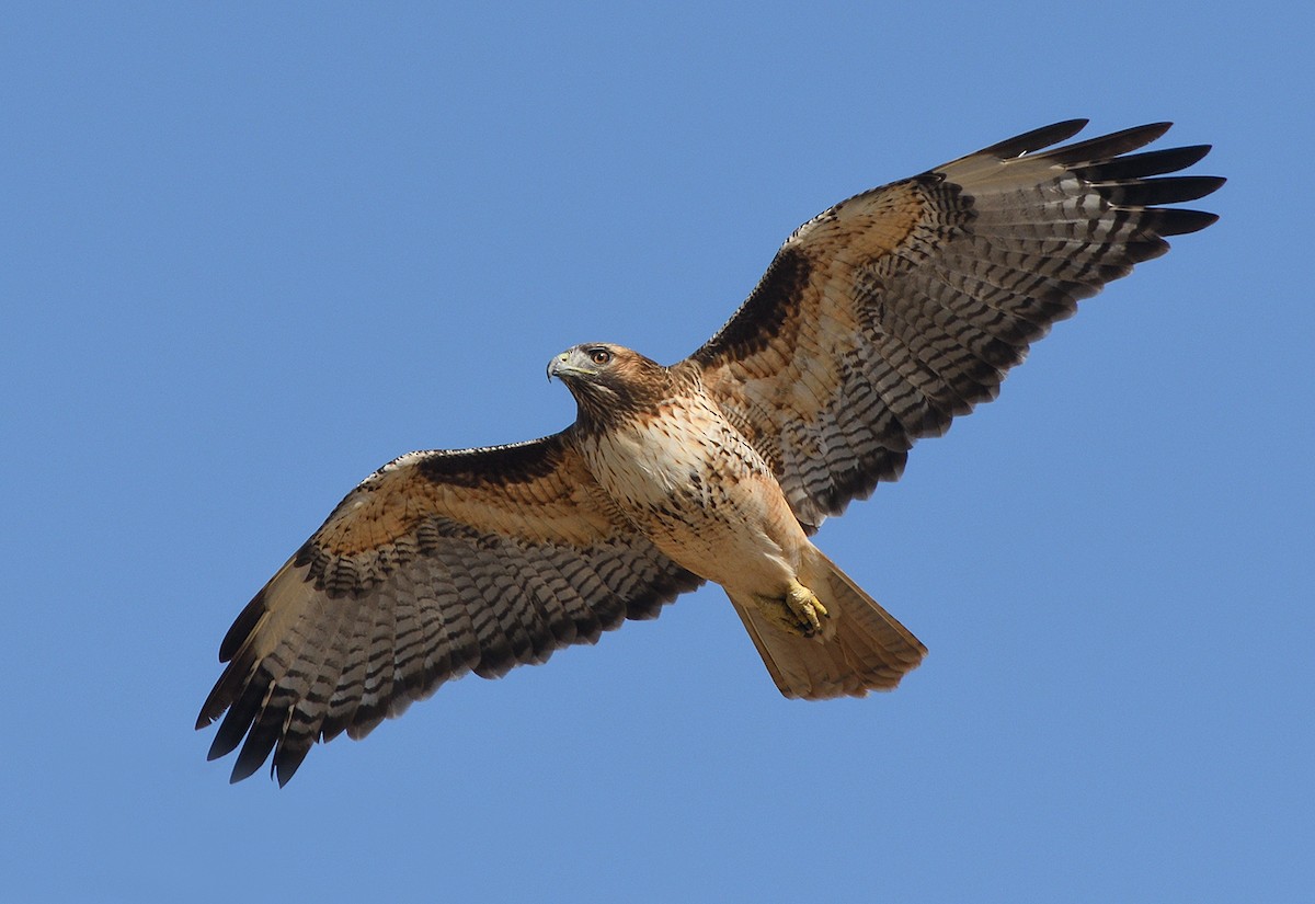 Red-tailed Hawk - Jerry Ting