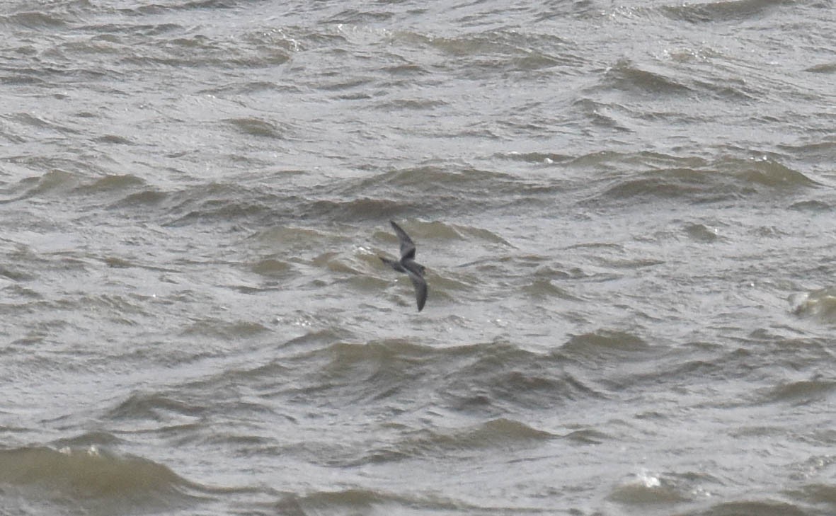 Fork-tailed Storm-Petrel - ML181009281
