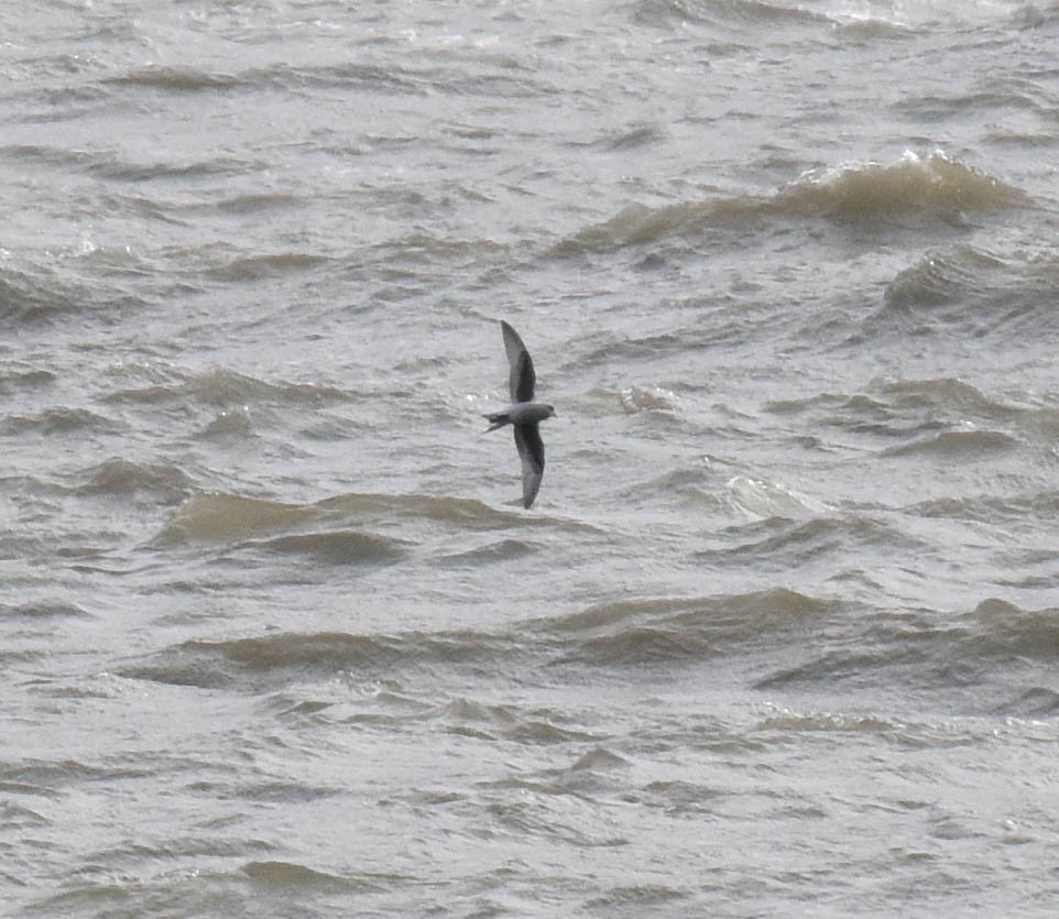 Fork-tailed Storm-Petrel - ML181009301