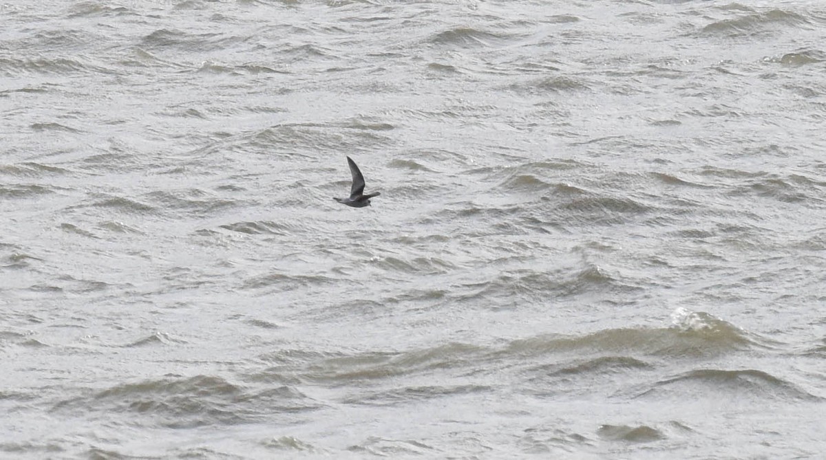 Fork-tailed Storm-Petrel - ML181009331