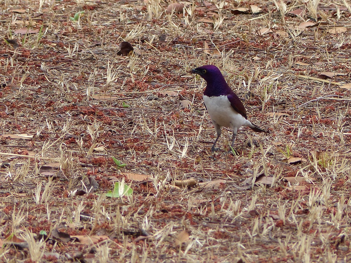 Violet-backed Starling - ML181011981
