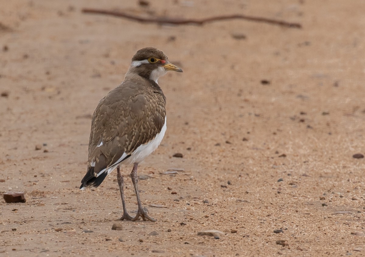 Banded Lapwing - shorty w