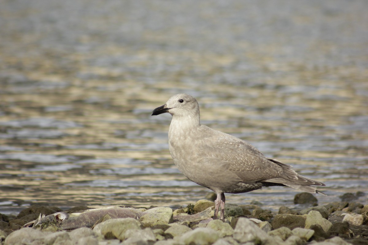 Glaucous-winged Gull - Isaac Nelson
