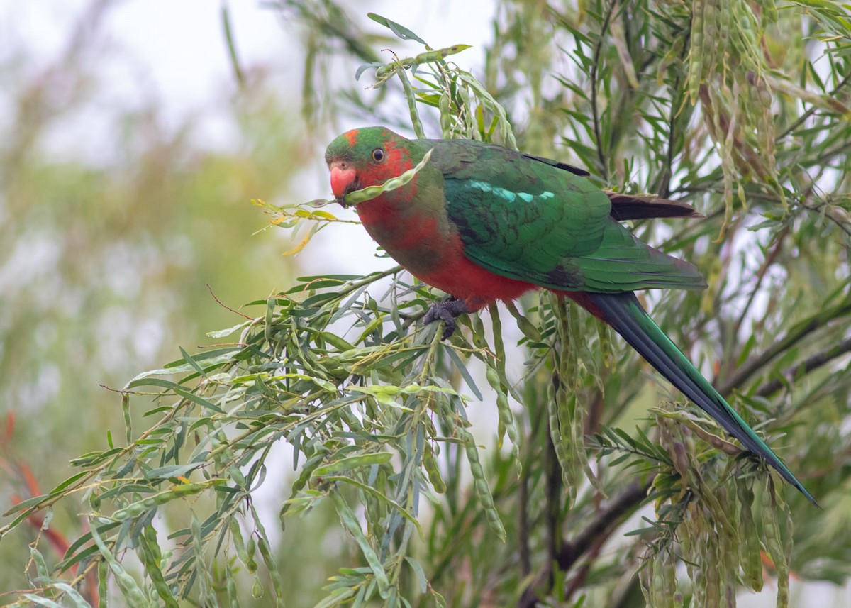 Australian King-Parrot - Stephen Murray